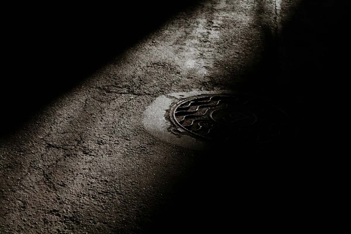 Tree Roots in Your Sewer Line: A Bothell Homeowner's Guide
